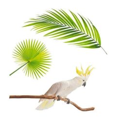 Acheter ⭐ Youdoit Adhésif Mural - Cacatoès ????